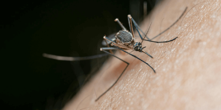 सोते समय मच्छर हमारे कानों के पास उड़ने की जिद क्यों करते हैं