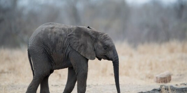 हाथियों की सूंड क्यों होती है