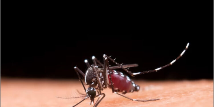 क्या होगा अगर दुनिया से मच्छर खत्म हो जाएंं