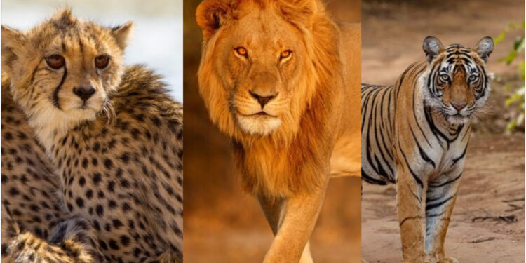 शेर बाघ और तेंदुआ में किसकी दहाड़ होती है सबसे खतरनाक